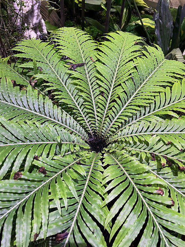 红矮树蕨(Neoblechnum brasiliense)绿色叶子生长在阴凉的花园的特写图像，高架视图，聚焦于前景